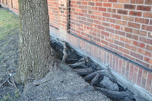 A bunch of roots from a nearby tree that are resting next to the home foundation